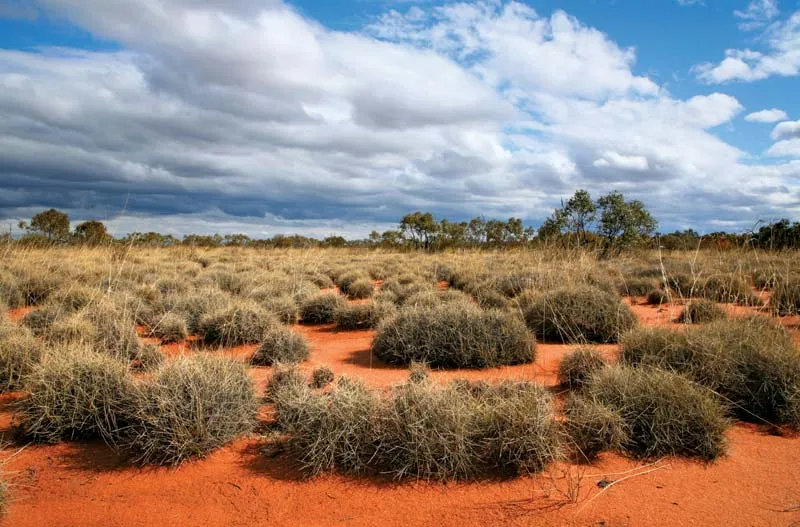 Gurun Great Victoria