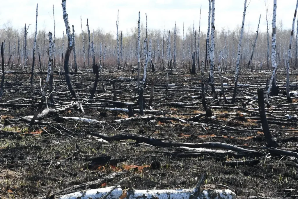 Hutan ikut terpapar radiasi dari Chernobyl